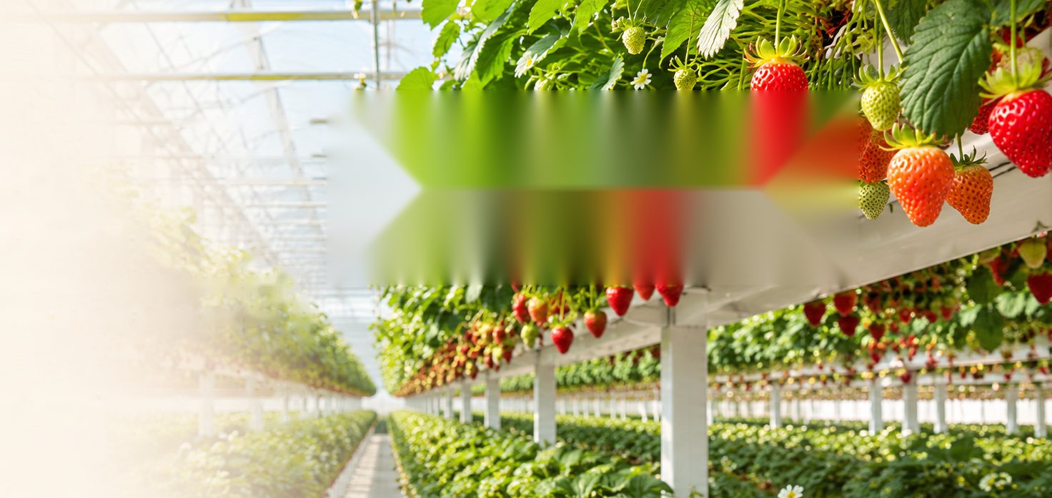 Strawberries growing in a greenhouse